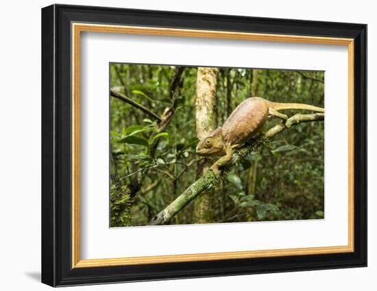 Parson's Chameleon, Andasibe-Mantadia National Park, Madagascar-Paul Souders-Framed Photographic Print