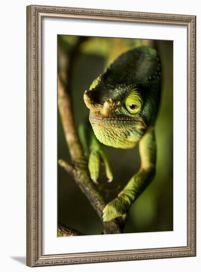 Parson's Chameleon, Andasibe-Mantadia National Park, Madagascar-Paul Souders-Framed Photographic Print