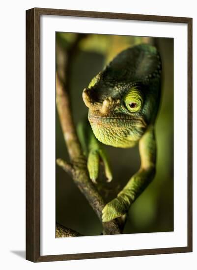 Parson's Chameleon, Andasibe-Mantadia National Park, Madagascar-Paul Souders-Framed Photographic Print