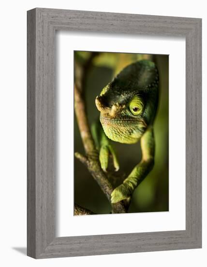 Parson's Chameleon, Andasibe-Mantadia National Park, Madagascar-Paul Souders-Framed Photographic Print