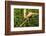 Parson's Chameleon, Andasibe-Mantadia National Park, Madagascar-Paul Souders-Framed Photographic Print