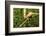 Parson's Chameleon, Andasibe-Mantadia National Park, Madagascar-Paul Souders-Framed Photographic Print