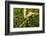 Parson's Chameleon, Andasibe-Mantadia National Park, Madagascar-Paul Souders-Framed Photographic Print