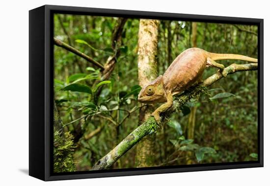 Parson's Chameleon, Andasibe-Mantadia National Park, Madagascar-Paul Souders-Framed Premier Image Canvas