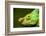 Parson's Chameleon, Andasibe-Mantadia National Park, Madagascar-Paul Souders-Framed Photographic Print