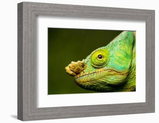 Parson's Chameleon, Andasibe-Mantadia National Park, Madagascar-Paul Souders-Framed Photographic Print