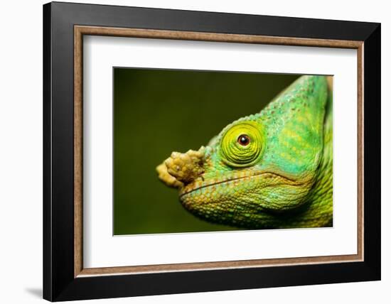 Parson's Chameleon, Andasibe-Mantadia National Park, Madagascar-Paul Souders-Framed Photographic Print