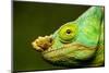 Parson's Chameleon, Andasibe-Mantadia National Park, Madagascar-Paul Souders-Mounted Photographic Print