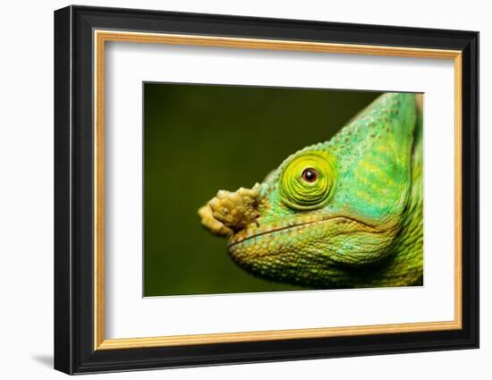 Parson's Chameleon, Andasibe-Mantadia National Park, Madagascar-Paul Souders-Framed Photographic Print