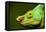 Parson's Chameleon, Andasibe-Mantadia National Park, Madagascar-Paul Souders-Framed Premier Image Canvas