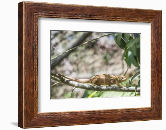 Parson's Chameleon (Calumma Parsonii), Endemic to Madagascar, Africa-Matthew Williams-Ellis-Framed Photographic Print