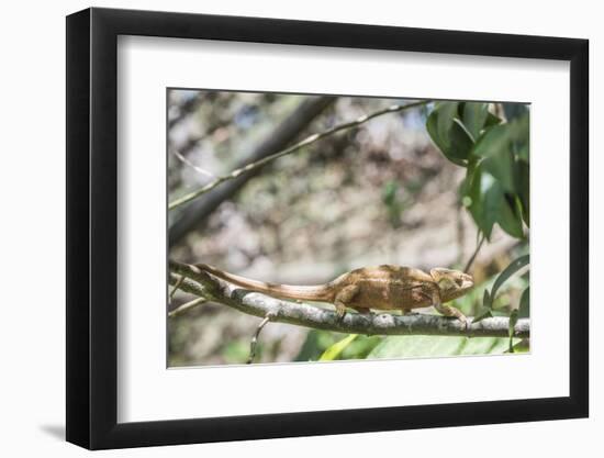 Parson's Chameleon (Calumma Parsonii), Endemic to Madagascar, Africa-Matthew Williams-Ellis-Framed Photographic Print