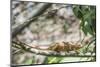 Parson's Chameleon (Calumma Parsonii), Endemic to Madagascar, Africa-Matthew Williams-Ellis-Mounted Photographic Print