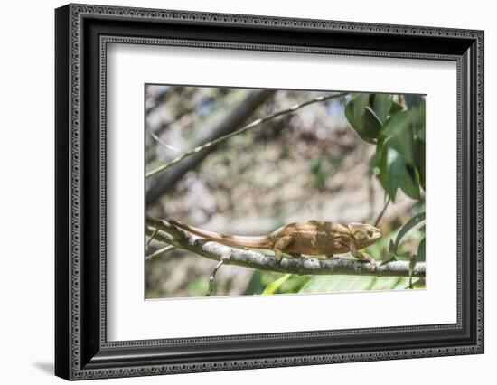 Parson's Chameleon (Calumma Parsonii), Endemic to Madagascar, Africa-Matthew Williams-Ellis-Framed Photographic Print