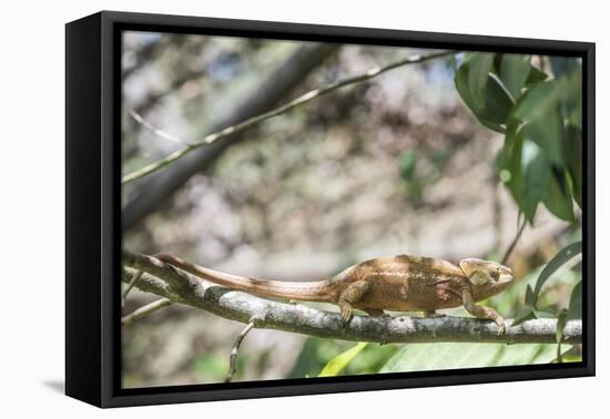 Parson's Chameleon (Calumma Parsonii), Endemic to Madagascar, Africa-Matthew Williams-Ellis-Framed Premier Image Canvas