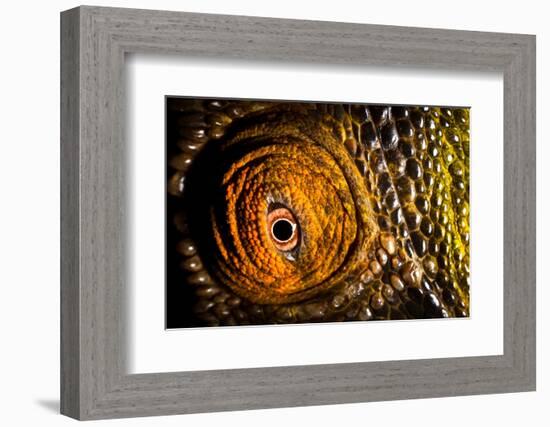 Parson's chameleon eye, Madagascar-Alex Hyde-Framed Photographic Print
