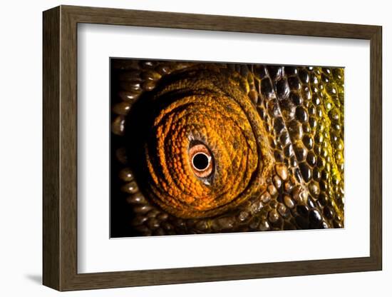 Parson's chameleon eye, Madagascar-Alex Hyde-Framed Photographic Print