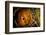 Parson's chameleon eye, Madagascar-Alex Hyde-Framed Photographic Print