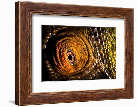 Parson's chameleon eye, Madagascar-Alex Hyde-Framed Photographic Print