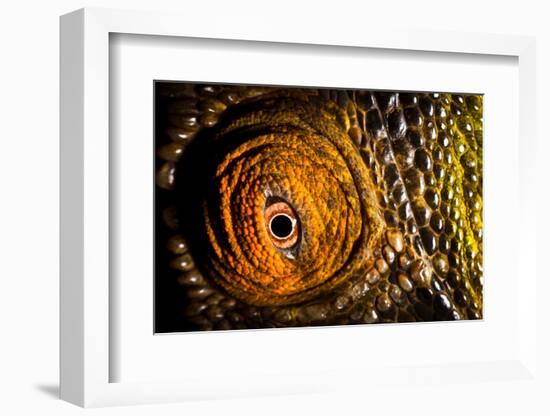 Parson's chameleon eye, Madagascar-Alex Hyde-Framed Photographic Print