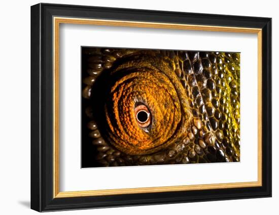 Parson's chameleon eye, Madagascar-Alex Hyde-Framed Photographic Print