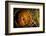 Parson's chameleon eye, Madagascar-Alex Hyde-Framed Photographic Print