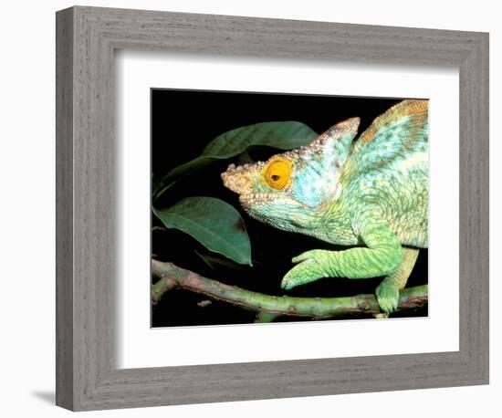 Parson's Chameleon, La Madraka Farm, Madagascar-Pete Oxford-Framed Photographic Print