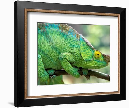 Parson's Chameleon, La Madraka Farm, Madagascar-Pete Oxford-Framed Photographic Print