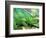 Parson's Chameleon, La Madraka Farm, Madagascar-Pete Oxford-Framed Photographic Print