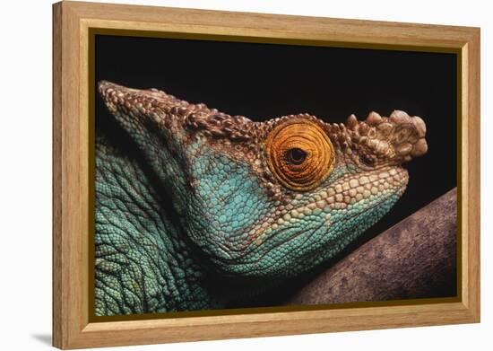 Parson's Chameleon on Branch-DLILLC-Framed Premier Image Canvas