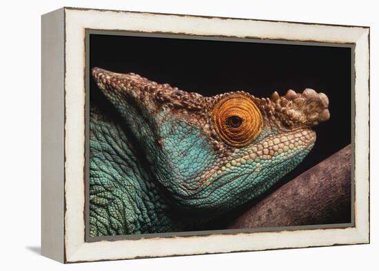 Parson's Chameleon on Branch-DLILLC-Framed Premier Image Canvas