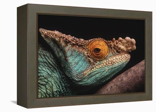 Parson's Chameleon on Branch-DLILLC-Framed Premier Image Canvas