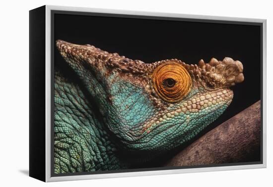 Parson's Chameleon on Branch-DLILLC-Framed Premier Image Canvas