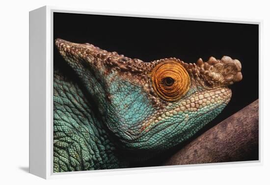Parson's Chameleon on Branch-DLILLC-Framed Premier Image Canvas