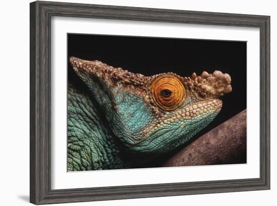 Parson's Chameleon on Branch-DLILLC-Framed Photographic Print