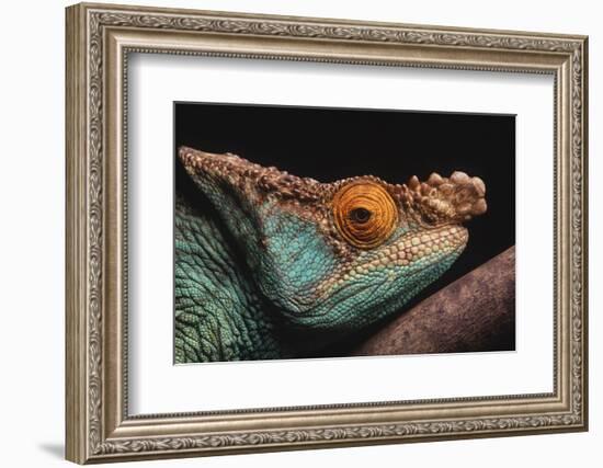 Parson's Chameleon on Branch-DLILLC-Framed Photographic Print