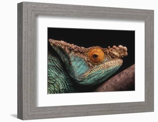 Parson's Chameleon on Branch-DLILLC-Framed Photographic Print