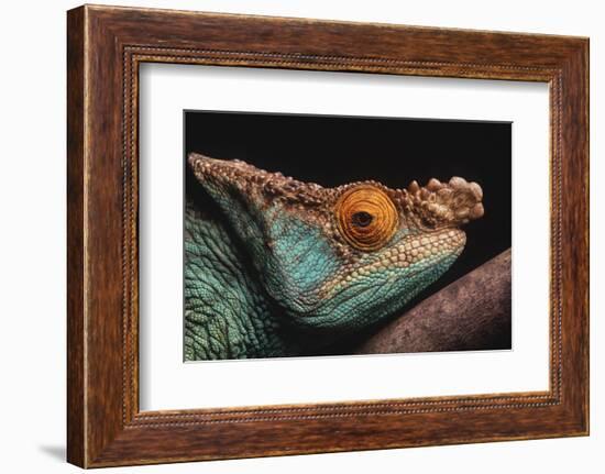 Parson's Chameleon on Branch-DLILLC-Framed Photographic Print