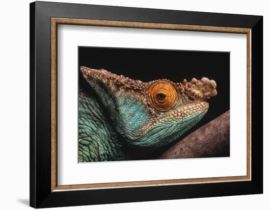 Parson's Chameleon on Branch-DLILLC-Framed Photographic Print