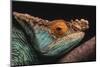 Parson's Chameleon on Branch-DLILLC-Mounted Photographic Print