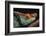 Parson's Chameleon on Branch-DLILLC-Framed Photographic Print