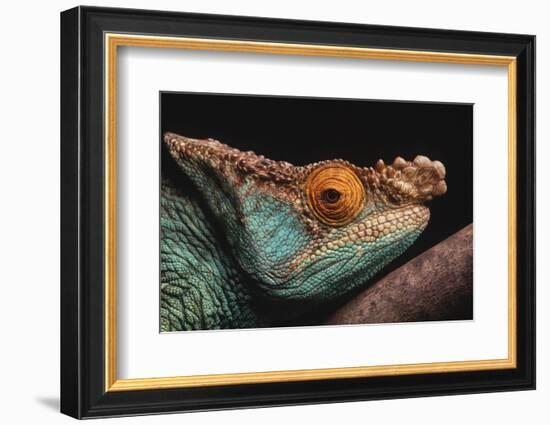 Parson's Chameleon on Branch-DLILLC-Framed Photographic Print