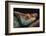 Parson's Chameleon on Branch-DLILLC-Framed Photographic Print