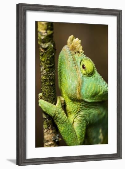 Parsons Chameleon, Andasibe-Mantadia National Park, Madagascar-Paul Souders-Framed Photographic Print