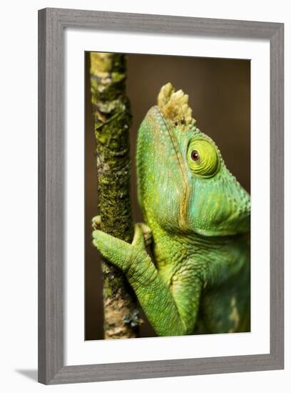 Parsons Chameleon, Andasibe-Mantadia National Park, Madagascar-Paul Souders-Framed Photographic Print