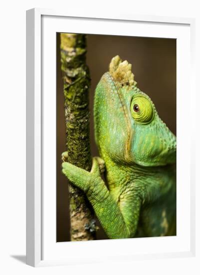 Parsons Chameleon, Andasibe-Mantadia National Park, Madagascar-Paul Souders-Framed Photographic Print