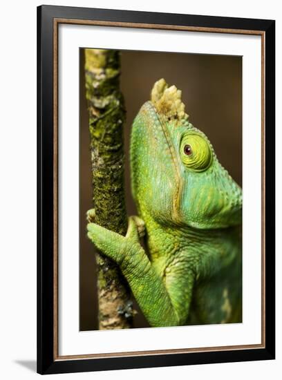 Parsons Chameleon, Andasibe-Mantadia National Park, Madagascar-Paul Souders-Framed Photographic Print