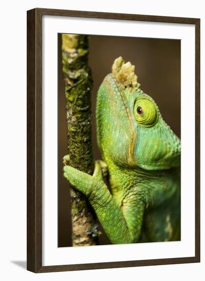 Parsons Chameleon, Andasibe-Mantadia National Park, Madagascar-Paul Souders-Framed Photographic Print