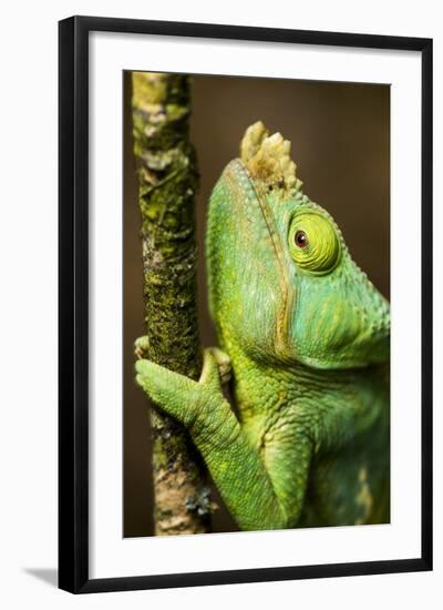 Parsons Chameleon, Andasibe-Mantadia National Park, Madagascar-Paul Souders-Framed Photographic Print