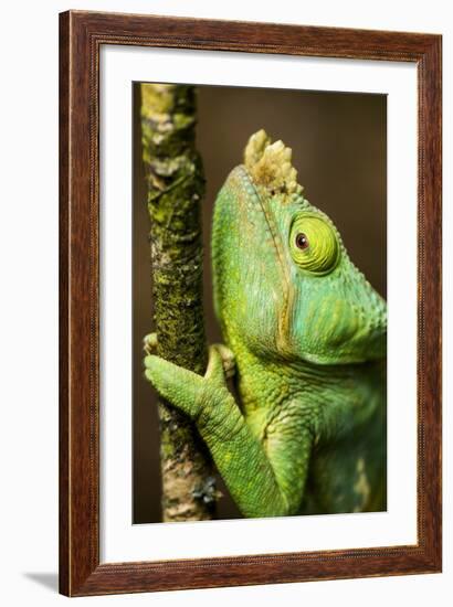 Parsons Chameleon, Andasibe-Mantadia National Park, Madagascar-Paul Souders-Framed Photographic Print